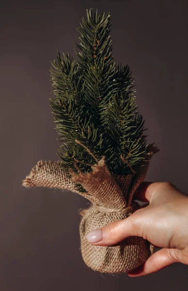 Malý ozdobný vánoční stromek v ruce dívky. Vánoční strom v ruce na šedém pozadí — Stock fotografie