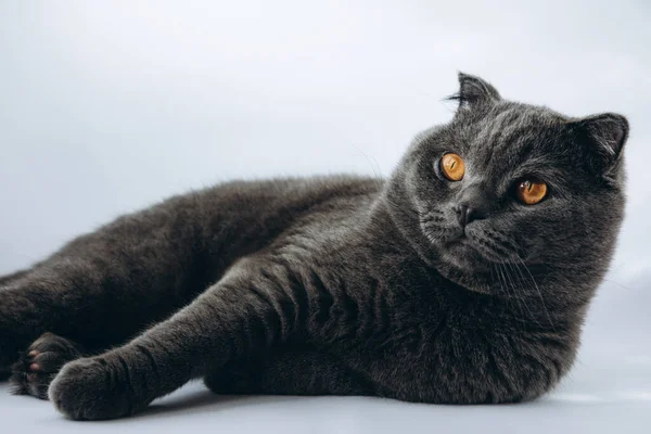 Britânico gato shorthair com olhos castanhos encontra-se em um fundo branco — Fotografia de Stock