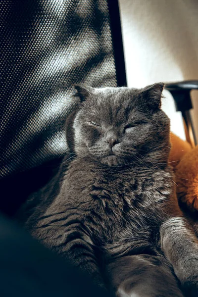 Britânico gata raça dorme sentado em uma cadeira preta — Fotografia de Stock