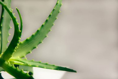Aloe beyaz bir arkaplanda ayrılıyor. Aloe yapraklı arkaplan