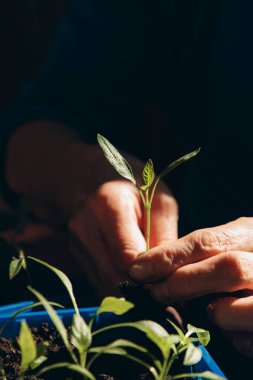 Bahçe işleri konsepti. Yeşil filizlenen filizler dişilerin ellerinde