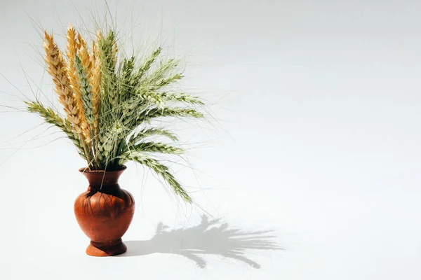 Les épillets de blé sont verts et secs dans un vase d'argile — Photo