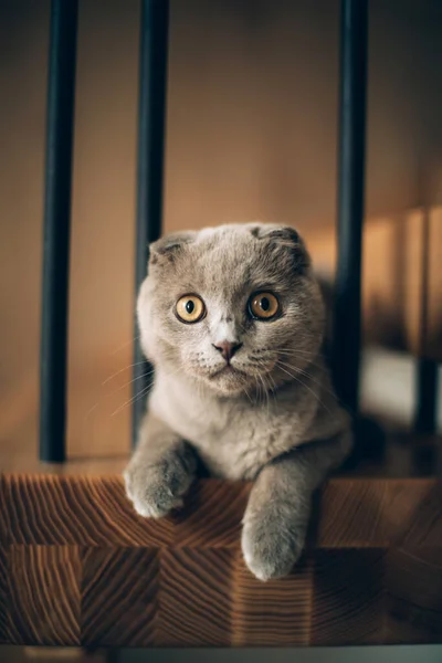 Un lindo gato gris con grandes ojos yace en los escalones de madera — Foto de Stock