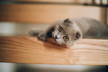 Büyük gözlü şirin gri bir kedi tahta merdivenlerde yatıyor.