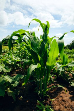 Bahçıvanlık kavramı. Bahçede genç mısır sapları. Büyüyen mısır
