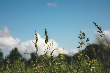 Doğal arka plan. Çimenler mavi gökyüzüne karşı
