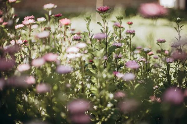Blurred background with aster flowers on a sunny summer day — Stock Photo, Image