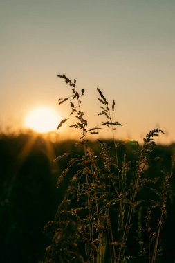 Gün batımında bir tarlada otlar. Doğal arkaplan