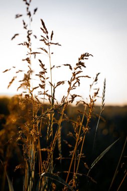 Arka plan, gün batımlı arazi. Tarlada kuru ot kökleri
