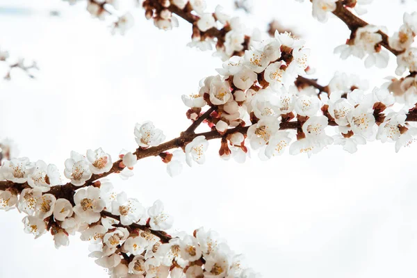 Natural background of branches of a flowering tree — Stock Photo, Image
