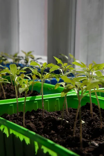 Balkonda yeşil domates fideleri var. Bahçe konsepti