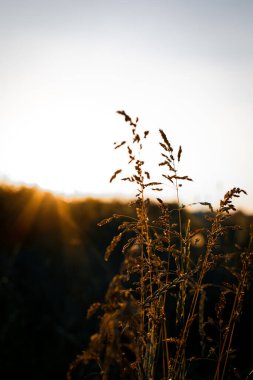 Gün batımında çim takip eder. Güzel bulanık doğal arkaplan