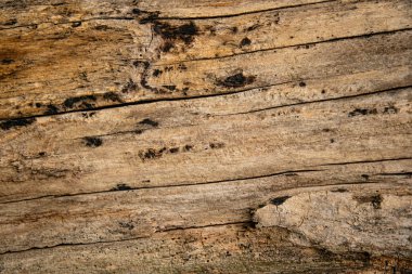 Ağaç kabuğu olmadan kuru ahşap doku, ahşap arka plan