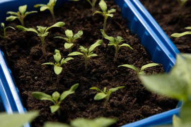 Balkonda yeşil domates fideleri var. Bahçe konsepti