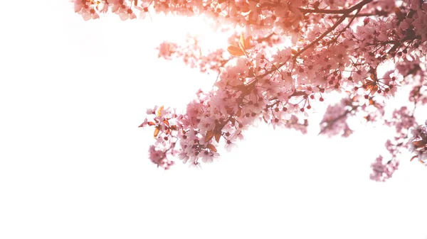 Banner of blooming branches of pink cherry on a background of blue sky — стоковое фото