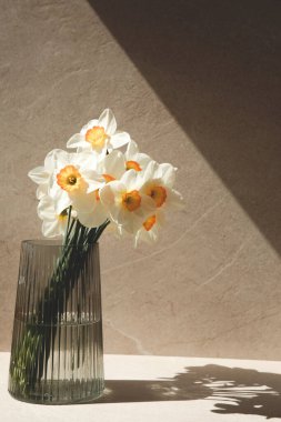 Daffodils in a glass vase with a shadow on a light beige background