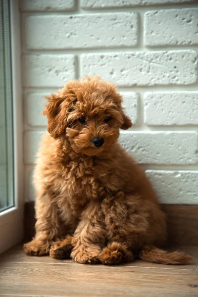 A small brown poodle dog sits on the floor and looks away — Stock Photo, Image