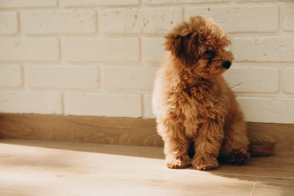 Um pequeno cão poodle marrom senta-se no chão e olha para o lado — Fotografia de Stock