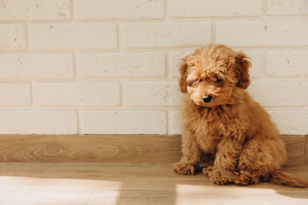 Um pequeno cão poodle marrom senta-se no chão e olha para o lado — Fotografia de Stock