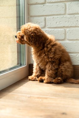 Küçük kahverengi bir kaniş köpeği yerde oturur ve pencereyi yalar. Yavru köpek portresi