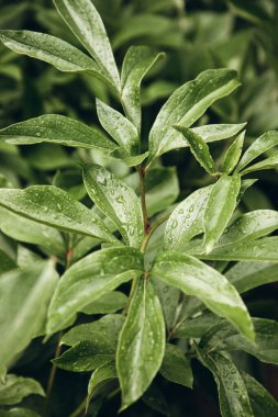 Su damlalarındaki yağmurdan sonra taze yeşil şakayık yaprakları. Doğal arkaplan, seçici odaklanma