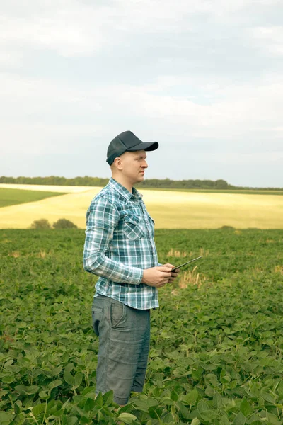 Farmer Cap Tablet Checks Quality Soybeans Agricultural Field — Stockfoto