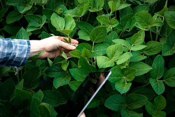 Close Hands Farmer Who Checks Quality Soybean Plants Compliance Standards — Stock Photo, Image