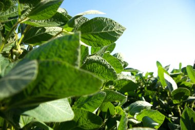 Mavi gökyüzünün arka planında bulutlu bir tarlada soya fasulyesi bitkileri. Soyalı tarım tarlası