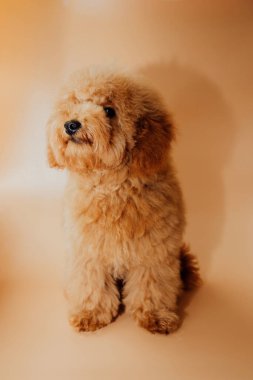 Turuncu bir arka planda, tımardan sonra kırmızı bir kaniş. Ön görünüm