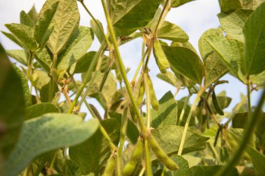 Soybean plants with pods of beans close-up in an agricultural field, selective focus. Front view