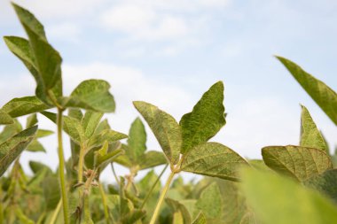 Soybean plants with pods of beans close-up in an agricultural field, selective focus. Front view