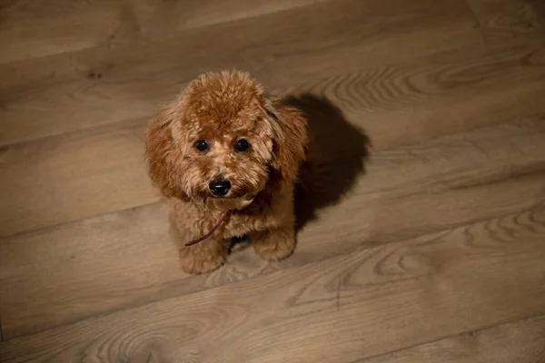 A small red poodle sits on a wooden floor and looks straight. Top view