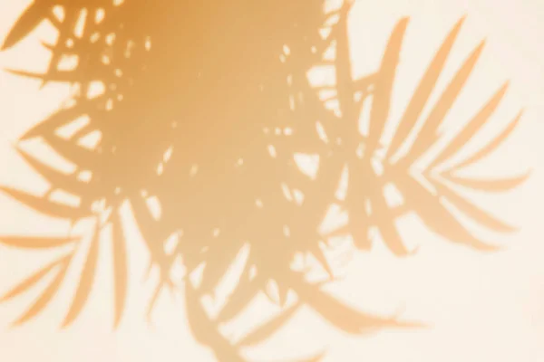 Shadow Leaves Tropical Plant Light Peach Background Copy Space Free — Fotografia de Stock