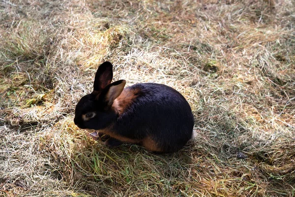 Black Rabbit Sits Lawn Eats Grass Daylight Front View Top — Foto Stock