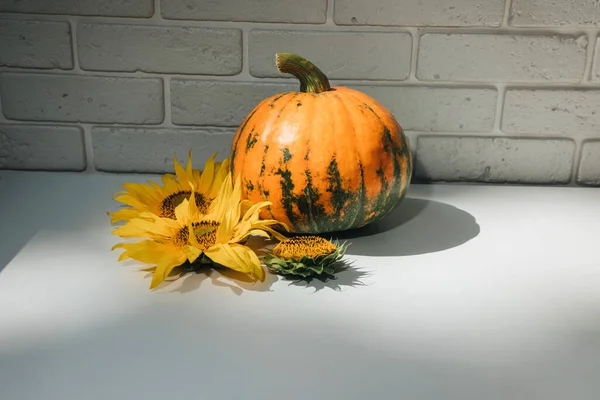 Pumpkin Yellow Sunflower Flowers White Table White Brick Wall Background — Stock fotografie