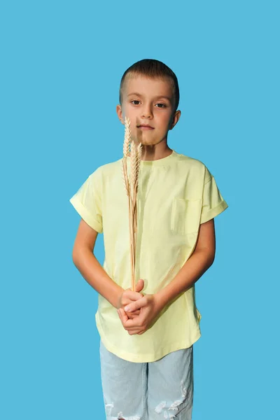 A 6-7-year-old boy in a yellow T-shirt holds dry ears of wheat in the hands, isolated on a blue background. Close-up portrait, front view