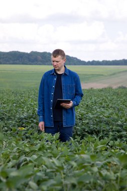 A farmer in a denim shirt with a tablet checks the quality of soybeans in an agricultural field and looks at the harvest. Front view
