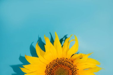 Half bright sunflower on a blue background. Top view, background