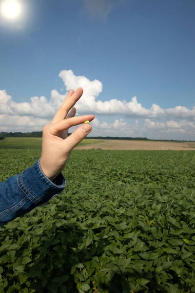 Mans Hand Holds Soybeans His Hands Close Background Agricultural Field — Stockfoto