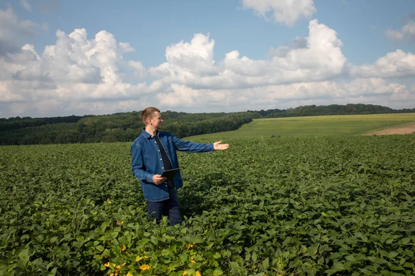 Farmer Digital Tablet Checks Quality Soybeans Agricultural Field Points His — Stock Photo, Image