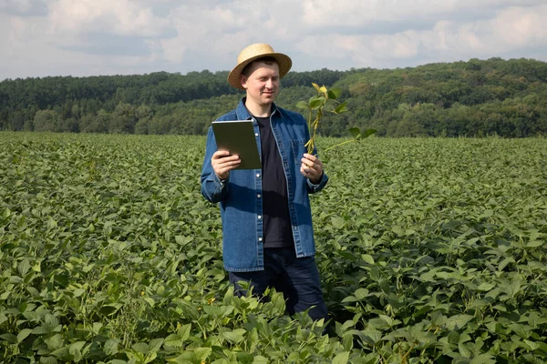 Farmer Straw Hat Tablet Checks Quality Soybeans Agricultural Field Holding — Stock Photo, Image
