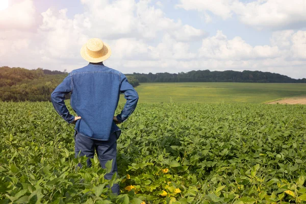 Farmer Agronomist Stands His Back Turned Agricultural Soybean Field Front — Stock Photo, Image