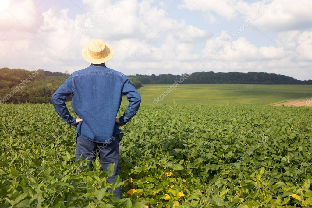 A farmer, agronomist stands with his back turned in an agricultural soybean field. Front view
