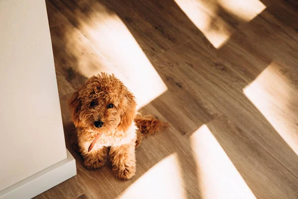 Poodle Gengibre Pequeno Senta Assoalho Nas Sombras Luz Dia Que — Fotografia de Stock