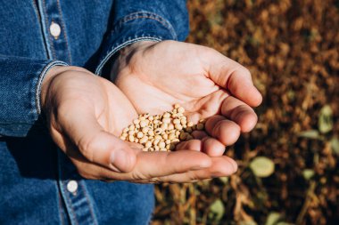 Güneşli bir günde, avuçlarında olgun sarı soya fasulyesi tutan bir çiftçinin yakın plan fotoğrafı. Tarım tarlasında kot gömlekle.