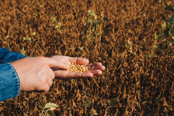 Close Farmer Holding Ripe Yellow Soybeans His Palms Sunny Day — Stock Photo, Image