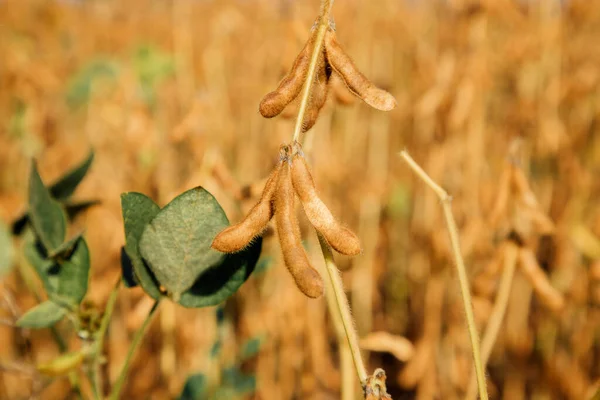 Ripe yellow soybean plants in a field close-up. Agricultural field with ripe soy. Front view