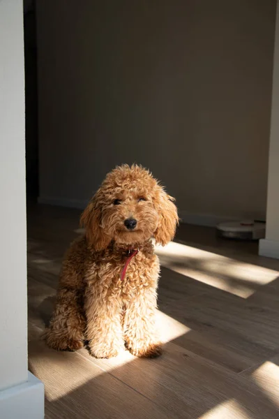 Poodle Gengibre Pequeno Senta Assoalho Nas Sombras Luz Dia Que — Fotografia de Stock