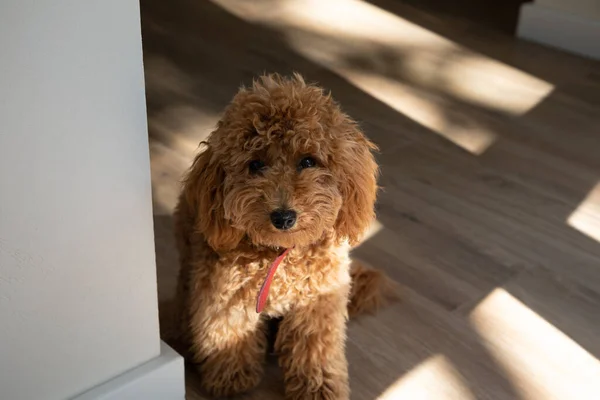 Poodle Gengibre Pequeno Senta Assoalho Nas Sombras Luz Dia Que — Fotografia de Stock
