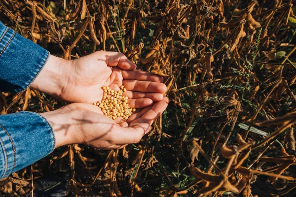Großaufnahme Eines Bauern Mit Reifen Gelben Sojabohnen Den Handflächen Einem — Stockfoto